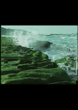 台灣瑰寶-重回海洋-4
荒漠傳奇-沙泥底生物