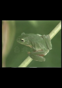 台灣特稀有生物-1
台北樹蛙 