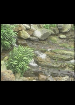 台灣特稀有生物-7
褐樹蛙