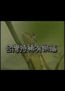 台灣特稀有生物-9
台灣的特有蜥蜴