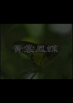 台灣特稀有生物-11
珠光黃裳鳳蝶