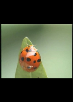 奇妙的昆蟲-1
瓢蟲