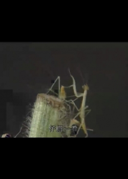 奇妙的昆蟲-2
螳螂