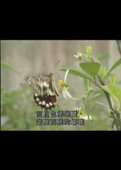 奇妙的昆蟲-5
鳳蝶