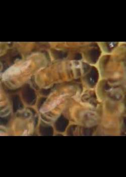 奇妙的昆蟲-9
蜜蜂
