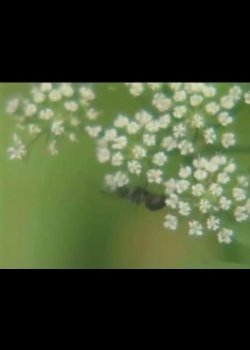 奇妙的昆蟲-11
螞蟻