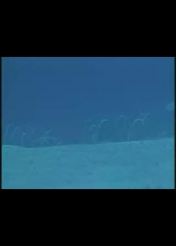瀛海水晶宮-3
蘭嶼八代灣