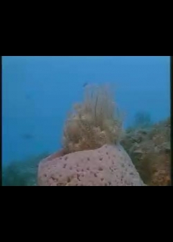 瀛海水晶宮-8
海岸生物的樂園─萬里洞