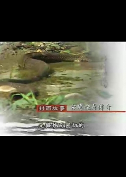 我們的島-2003年-21
台灣毒蛇傳奇
