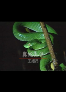 新世代觀察家-4
與蛇為伴：王緒昂