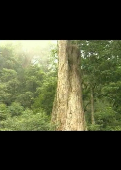 探訪台灣大自然-6
木的故鄉－棲蘭