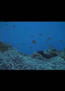 探訪台灣大自然-20
藍色珊瑚礁－綠島