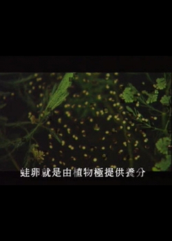 台灣大自然山林記事-7
蛙卵