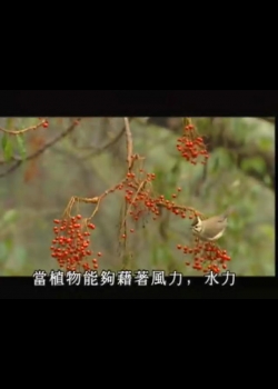 台灣大自然山林記事-11
種子