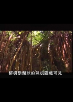 台灣大自然山林記事-13
根和莖