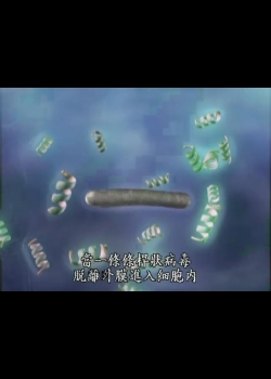探索未知的世界Ⅱ-3
人造螢光蠶：基因工程揭密