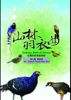 山林羽衣曲-台灣的特有種鳥類7:紫琉璃