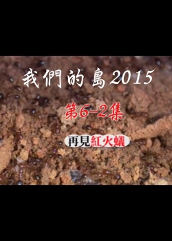 我們的島2015: 第6-2集--再見紅火蟻