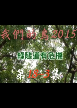 我們的島2015: 第18-3集--綠隧道有危機